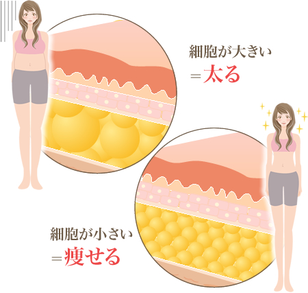 太るメカニズム、痩せるメカニズム