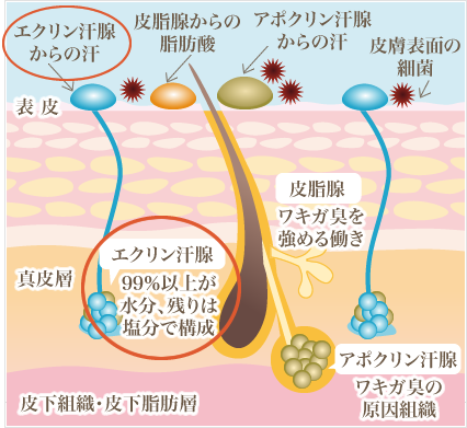 多汗はエクリン汗腺