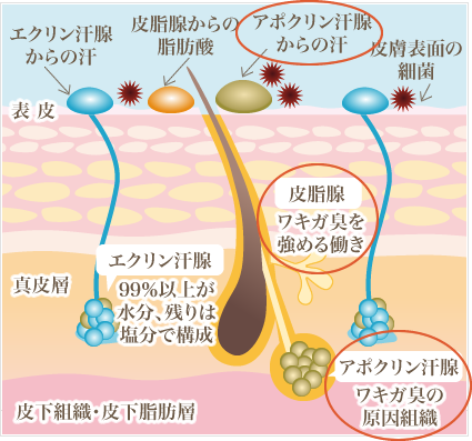 多汗はエクリン汗腺