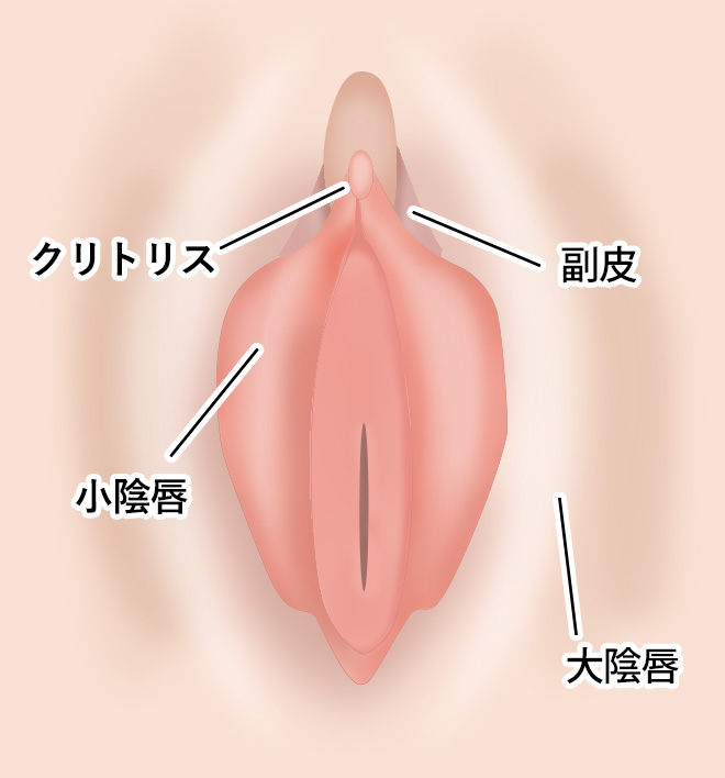 小陰唇縮小術