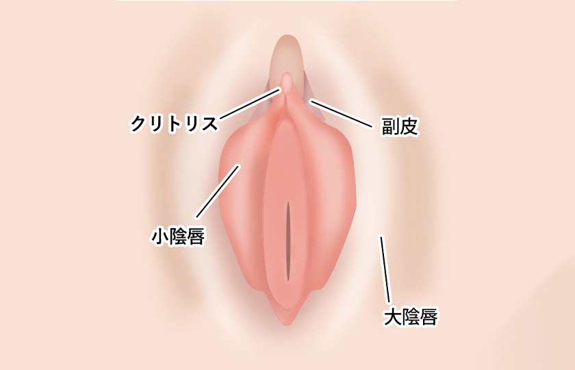 婦人科形成の部位イメージ