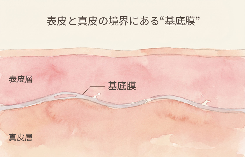 基底膜（肌の土台）と皮膚の構造のイメージ