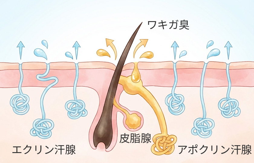汗腺（エクリン腺・アポクリン腺）のイメージ